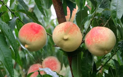 Dao quy toc nang gan 1kg, ngot hon mat, nhin phat them-Hinh-9