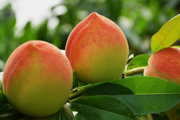 Đào quý tộc nặng gần 1kg, ngọt hơn mật, nhìn phát thèm - Hình 7 Dao quy toc nang gan 1kg, ngot hon mat, nhin phat them-Hinh-7