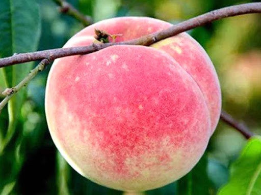 Đào quý tộc nặng gần 1kg, ngọt hơn mật, nhìn phát thèm - Hình 11 Dao quy toc nang gan 1kg, ngot hon mat, nhin phat them-Hinh-11