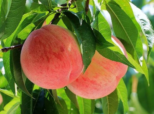 Đào quý tộc nặng gần 1kg, ngọt hơn mật, nhìn phát thèm - Hình 13 Dao quy toc nang gan 1kg, ngot hon mat, nhin phat them-Hinh-13