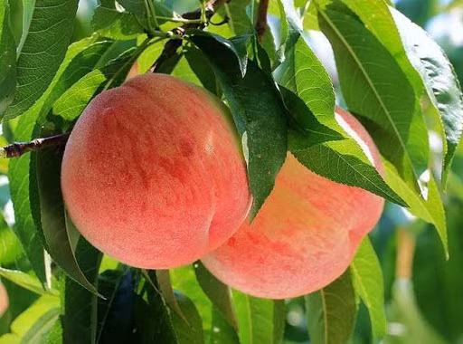 Dao quy toc nang gan 1kg, ngot hon mat, nhin phat them-Hinh-13