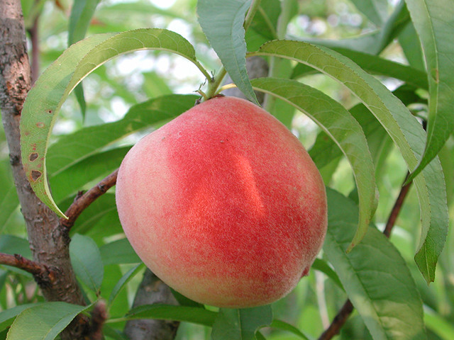 Đào quý tộc nặng gần 1kg, ngọt hơn mật, nhìn phát thèm - Hình 12 Dao quy toc nang gan 1kg, ngot hon mat, nhin phat them-Hinh-12