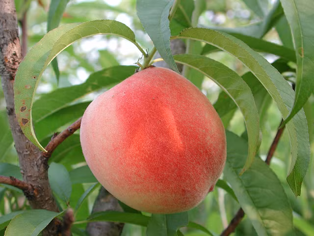 Dao quy toc nang gan 1kg, ngot hon mat, nhin phat them-Hinh-12