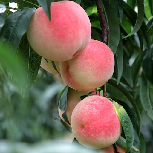 Đào quý tộc nặng gần 1kg, ngọt hơn mật, nhìn phát thèm - Hình 10 Dao quy toc nang gan 1kg, ngot hon mat, nhin phat them-Hinh-10