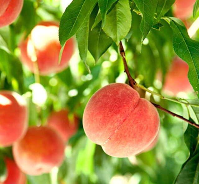 Đào quý tộc nặng gần 1kg, ngọt hơn mật, nhìn phát thèm - Hình 3 Dao quy toc nang gan 1kg, ngot hon mat, nhin phat them-Hinh-3