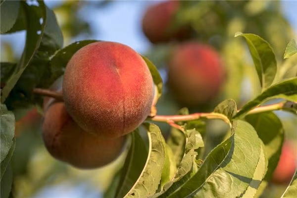 Dao quy toc nang gan 1kg, ngot hon mat, nhin phat them-Hinh-6