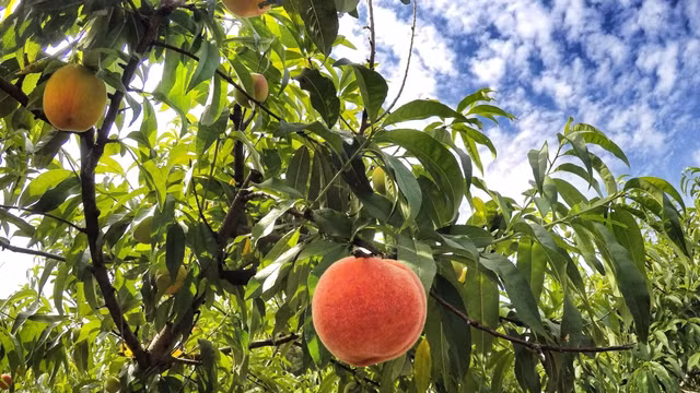 Dao quy toc nang gan 1kg, ngot hon mat, nhin phat them-Hinh-4