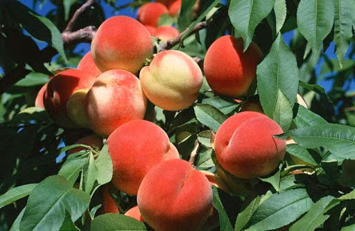 Dao quy toc nang gan 1kg, ngot hon mat, nhin phat them-Hinh-5