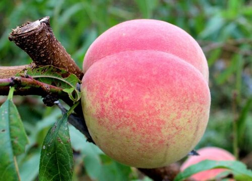 Đào quý tộc nặng gần 1kg, ngọt hơn mật, nhìn phát thèm - Hình 8 Dao quy toc nang gan 1kg, ngot hon mat, nhin phat them-Hinh-8