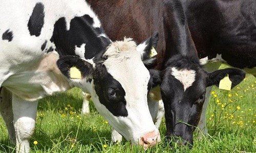 Uống sữa bò có nguy hiểm không khi não bò ngày càng teo nhỏ? - Hình 2 Uong sua bo co nguy hiem khong khi nao bo ngay cang teo nho?-Hinh-2