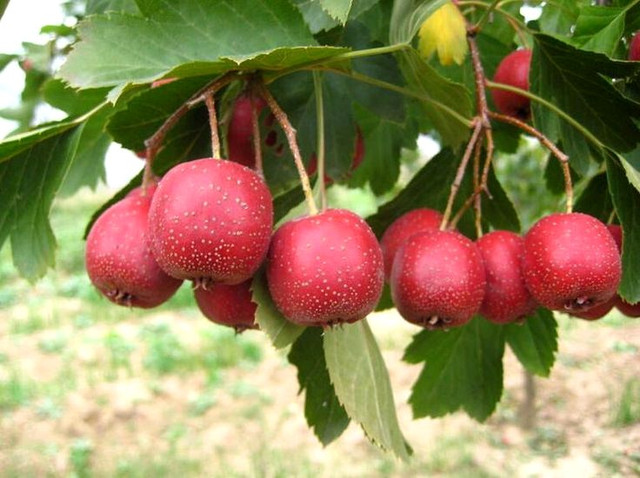 Giá trị dinh dưỡng cực cao của quả Sơn trà không phải ai cũng biết Gia tri dinh duong cuc cao cua qua Son tra khong phai ai cung biet