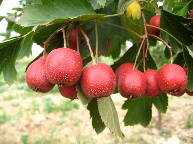 Gia tri dinh duong cuc cao cua qua Son tra khong phai ai cung biet