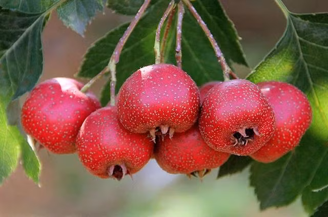 Gia tri dinh duong cuc cao cua qua Son tra khong phai ai cung biet-Hinh-8