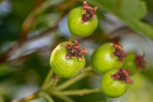 Giá trị dinh dưỡng cực cao của quả Sơn trà không phải ai cũng biết - Hình 3 Gia tri dinh duong cuc cao cua qua Son tra khong phai ai cung biet-Hinh-3