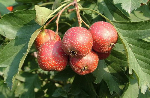 Giá trị dinh dưỡng cực cao của quả Sơn trà không phải ai cũng biết - Hình 5 Gia tri dinh duong cuc cao cua qua Son tra khong phai ai cung biet-Hinh-5