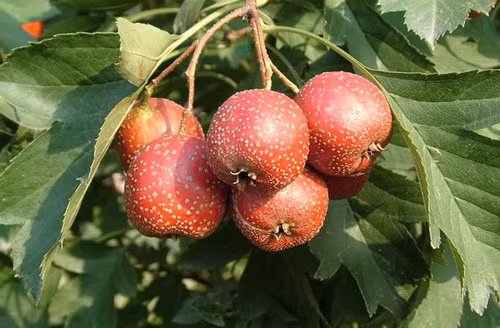 Gia tri dinh duong cuc cao cua qua Son tra khong phai ai cung biet-Hinh-5