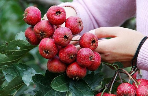 Giá trị dinh dưỡng cực cao của quả Sơn trà không phải ai cũng biết - Hình 9 Gia tri dinh duong cuc cao cua qua Son tra khong phai ai cung biet-Hinh-9