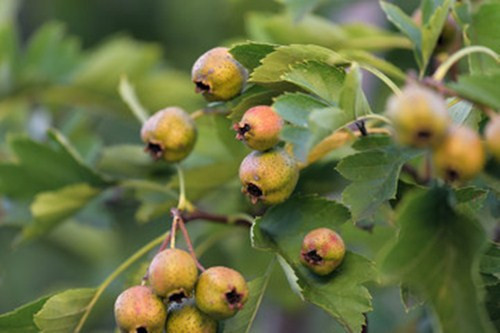 Giá trị dinh dưỡng cực cao của quả Sơn trà không phải ai cũng biết - Hình 6 Gia tri dinh duong cuc cao cua qua Son tra khong phai ai cung biet-Hinh-6