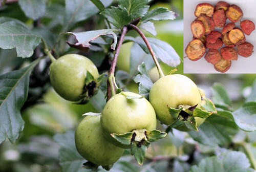 Giá trị dinh dưỡng cực cao của quả Sơn trà không phải ai cũng biết - Hình 11 Gia tri dinh duong cuc cao cua qua Son tra khong phai ai cung biet-Hinh-11