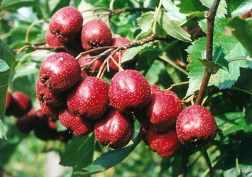 Giá trị dinh dưỡng cực cao của quả Sơn trà không phải ai cũng biết - Hình 4 Gia tri dinh duong cuc cao cua qua Son tra khong phai ai cung biet-Hinh-4