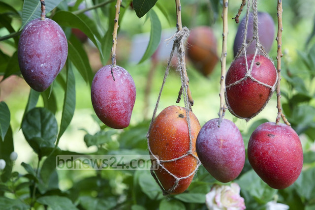 Vì sao xoài “trứng của mặt trời” Miyazaki đắt nhất thế giới? - Hình 12 Vi sao xoai “trung cua mat troi” Miyazaki dat nhat the gioi?-Hinh-12