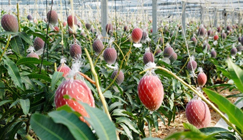 Vì sao xoài “trứng của mặt trời” Miyazaki đắt nhất thế giới? - Hình 9 Vi sao xoai “trung cua mat troi” Miyazaki dat nhat the gioi?-Hinh-9