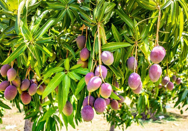 Vì sao xoài “trứng của mặt trời” Miyazaki đắt nhất thế giới? - Hình 6 Vi sao xoai “trung cua mat troi” Miyazaki dat nhat the gioi?-Hinh-6