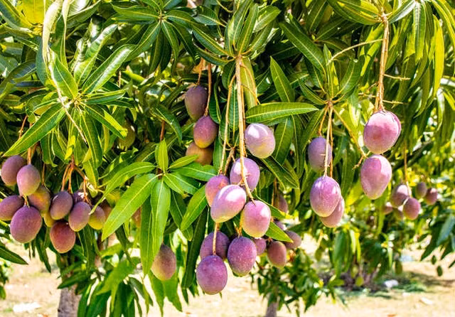Vì sao xoài “trứng của mặt trời” Miyazaki đắt nhất thế giới? - Hình 6 Vi sao xoai “trung cua mat troi” Miyazaki dat nhat the gioi?-Hinh-6