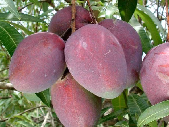 Vì sao xoài “trứng của mặt trời” Miyazaki đắt nhất thế giới? - Hình 4 Vi sao xoai “trung cua mat troi” Miyazaki dat nhat the gioi?-Hinh-4