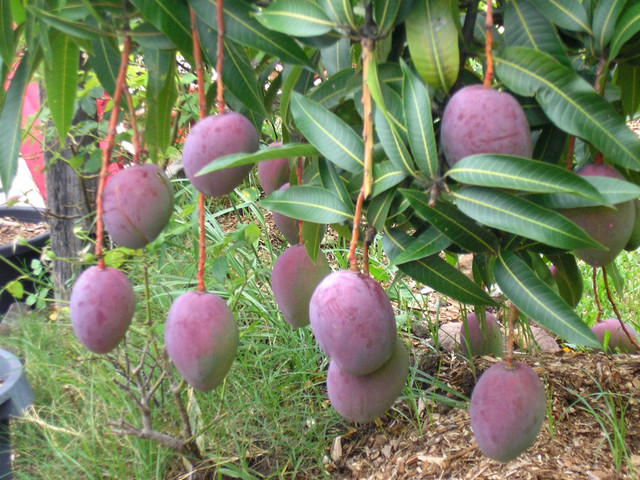 Vì sao xoài “trứng của mặt trời” Miyazaki đắt nhất thế giới? - Hình 11 Vi sao xoai “trung cua mat troi” Miyazaki dat nhat the gioi?-Hinh-11