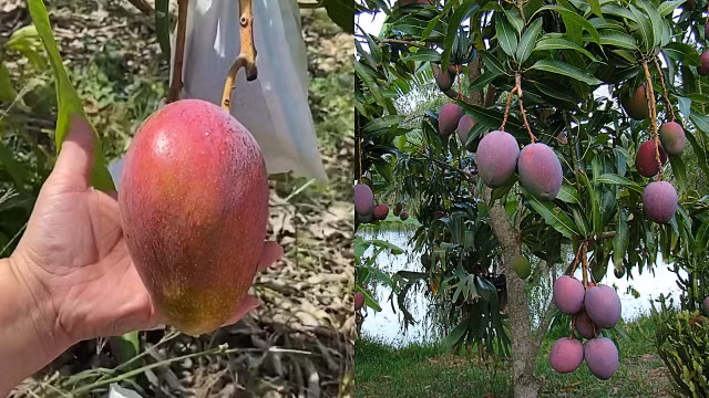 Vì sao xoài “trứng của mặt trời” Miyazaki đắt nhất thế giới? Vi sao xoai “trung cua mat troi” Miyazaki dat nhat the gioi?