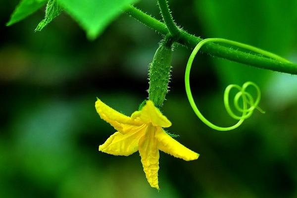 Món ngon sảng khoái trong ngày hè đổ lửa Mon ngon sang khoai trong ngay he do lua