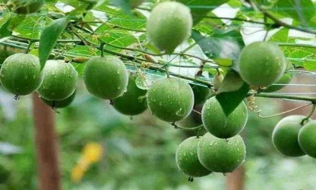 La hán quả ngọt gấp 300 lần đường, cực nhuận tràng bổ phế - Hình 4 La han qua ngot gap 300 lan duong, cuc nhuan trang bo phe-Hinh-4