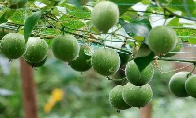 La han qua ngot gap 300 lan duong, cuc nhuan trang bo phe-Hinh-4