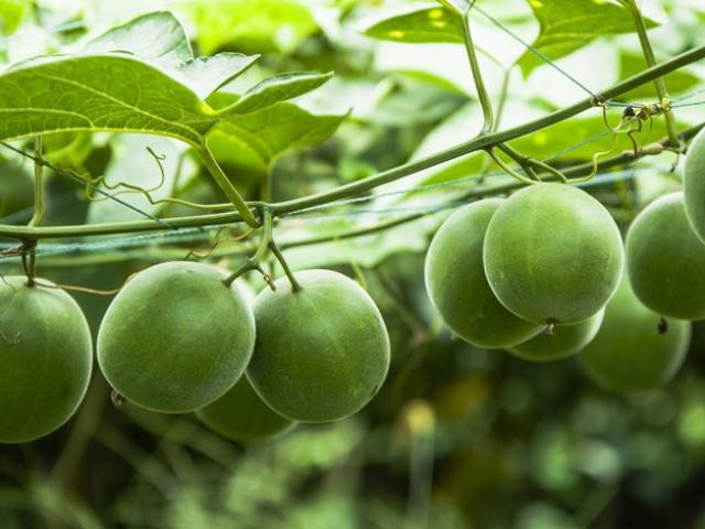 La hán quả ngọt gấp 300 lần đường, cực nhuận tràng bổ phế - Hình 5 La han qua ngot gap 300 lan duong, cuc nhuan trang bo phe-Hinh-5
