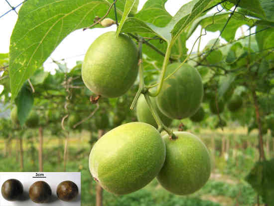 La hán quả ngọt gấp 300 lần đường, cực nhuận tràng bổ phế - Hình 3 La han qua ngot gap 300 lan duong, cuc nhuan trang bo phe-Hinh-3