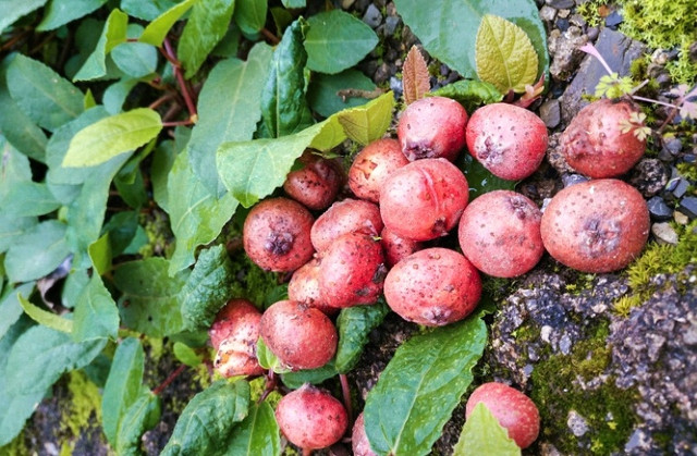 Vị đặc biệt của Sung tico mọc đầy trên núi Vi dac biet cua Sung tico moc day tren nui