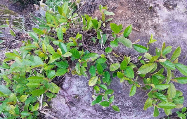 Vị đặc biệt của Sung tico mọc đầy trên núi - Hình 3 Vi dac biet cua Sung tico moc day tren nui-Hinh-3