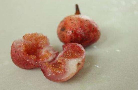 Vị đặc biệt của Sung tico mọc đầy trên núi - Hình 8 Vi dac biet cua Sung tico moc day tren nui-Hinh-8