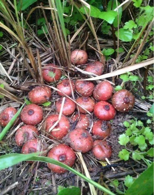 Vị đặc biệt của Sung tico mọc đầy trên núi - Hình 10 Vi dac biet cua Sung tico moc day tren nui-Hinh-10