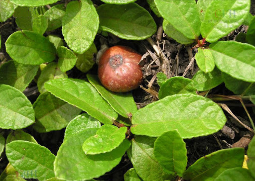 Vị đặc biệt của Sung tico mọc đầy trên núi - Hình 5 Vi dac biet cua Sung tico moc day tren nui-Hinh-5