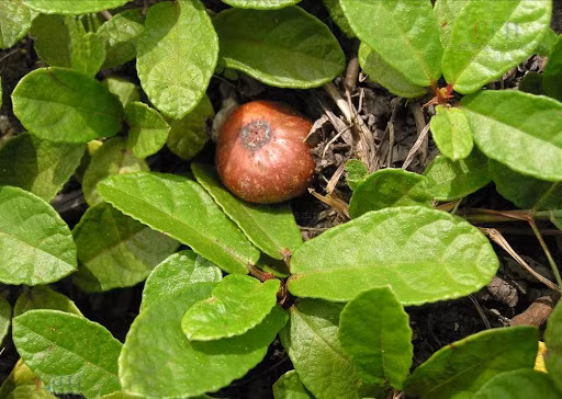 Vi dac biet cua Sung tico moc day tren nui-Hinh-5