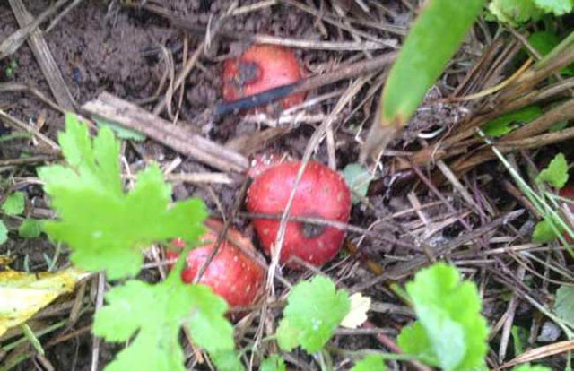 Vị đặc biệt của Sung tico mọc đầy trên núi - Hình 9 Vi dac biet cua Sung tico moc day tren nui-Hinh-9