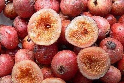 Vị đặc biệt của Sung tico mọc đầy trên núi - Hình 12 Vi dac biet cua Sung tico moc day tren nui-Hinh-12