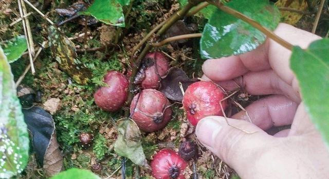 Vị đặc biệt của Sung tico mọc đầy trên núi - Hình 6 Vi dac biet cua Sung tico moc day tren nui-Hinh-6