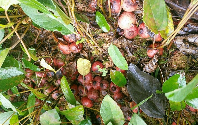 Vị đặc biệt của Sung tico mọc đầy trên núi - Hình 2 Vi dac biet cua Sung tico moc day tren nui-Hinh-2