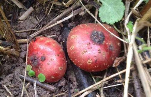 Vị đặc biệt của Sung tico mọc đầy trên núi - Hình 11 Vi dac biet cua Sung tico moc day tren nui-Hinh-11