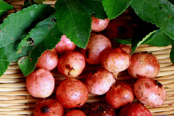 Vị đặc biệt của Sung tico mọc đầy trên núi - Hình 4 Vi dac biet cua Sung tico moc day tren nui-Hinh-4