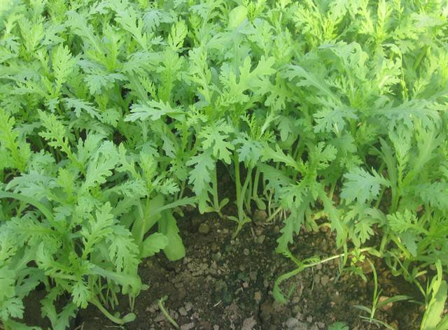 Giá trị dinh dưỡng của loại rau hoàng đế “mỹ vị cung đình” - Hình 4 Gia tri dinh duong cua loai rau hoang de “my vi cung dinh”-Hinh-4