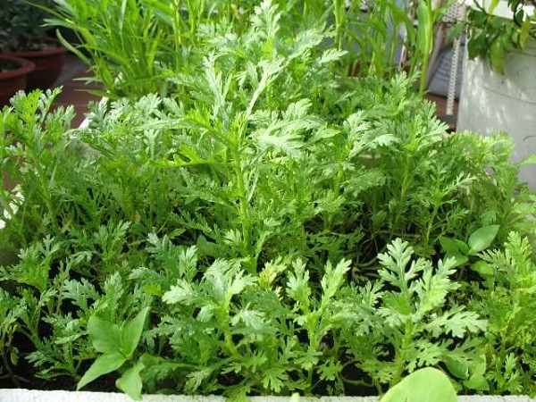 Giá trị dinh dưỡng của loại rau hoàng đế “mỹ vị cung đình” - Hình 8 Gia tri dinh duong cua loai rau hoang de “my vi cung dinh”-Hinh-8